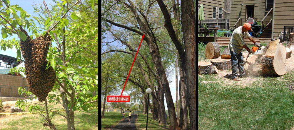 swarm, bee tree, cutting down